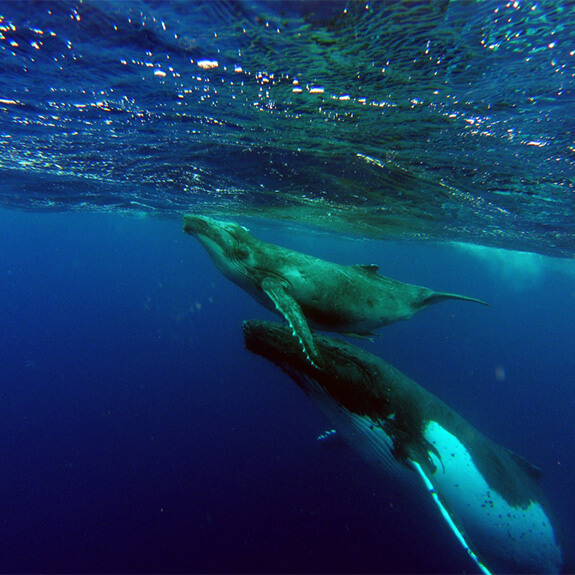 Observación de ballenas jorobadas madre y cría