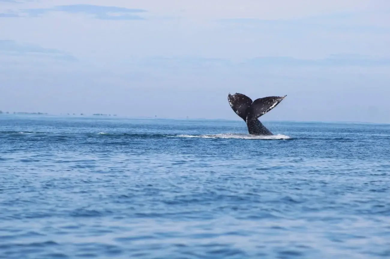 Tour por la Bahía de Matanchen