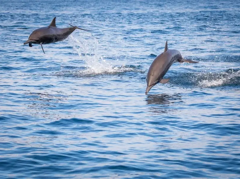Tour por la Bahía de Matanchen - Image 7