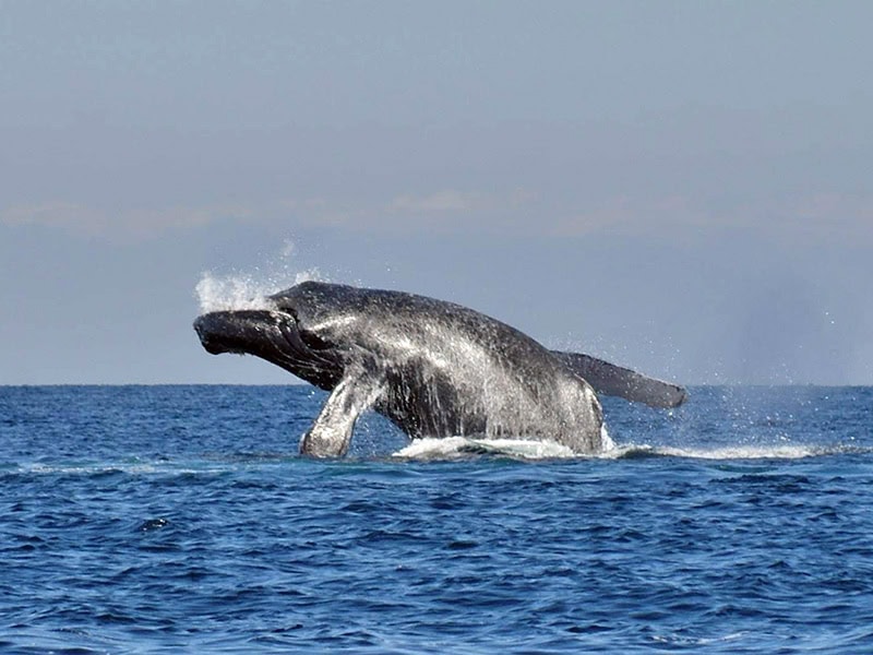 Tour por la Bahía de Matanchen - Image 6